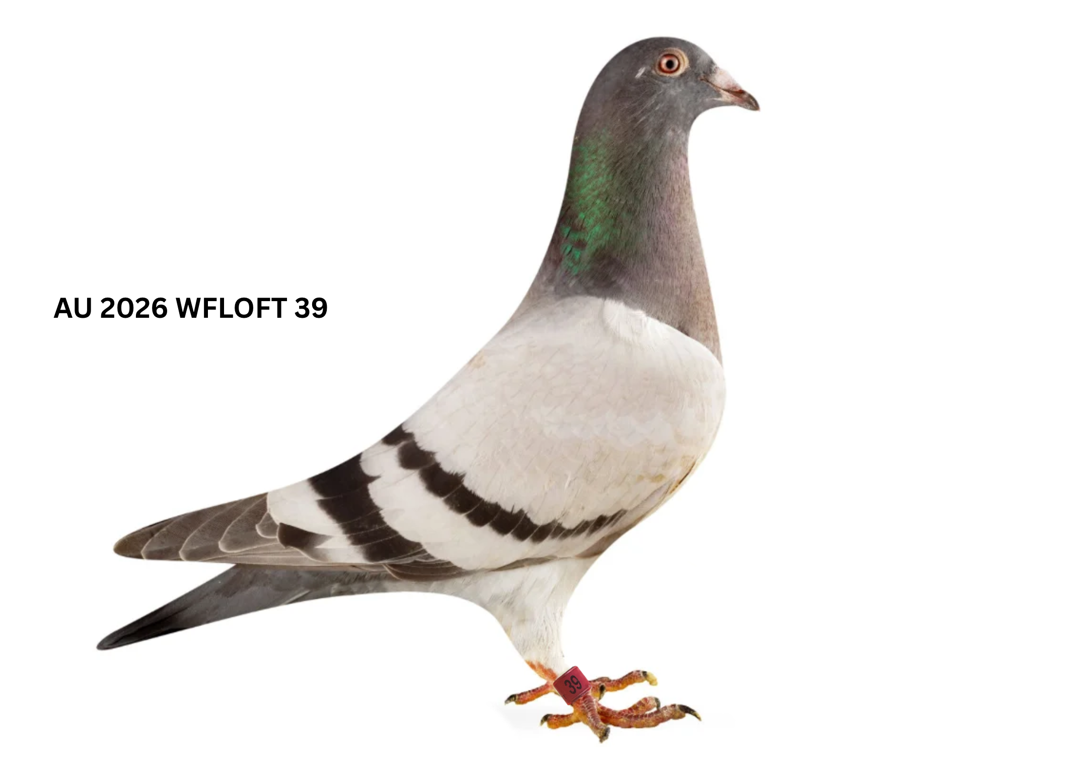 AU 2026 WFLOFT 39