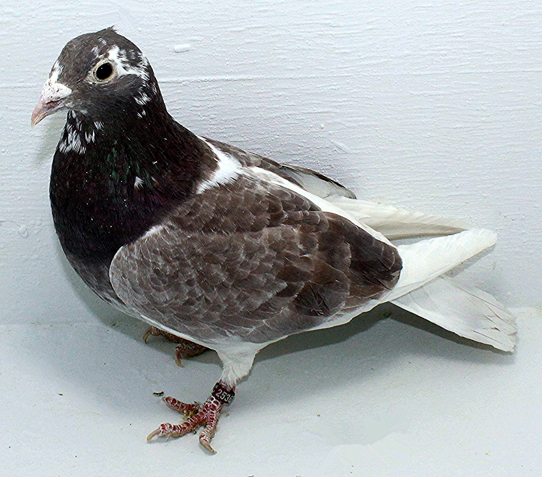 2536 NPA 2025 Pure Paul Sion