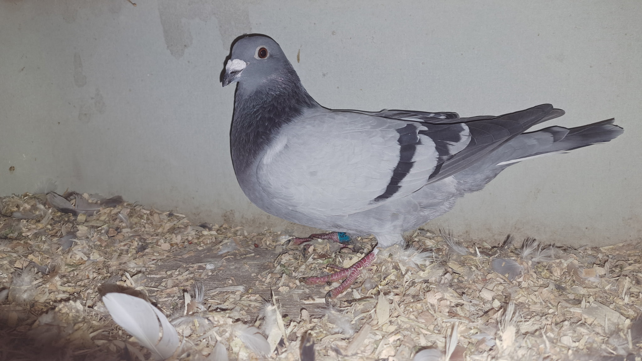 5236 AU ERIE 25 BB C