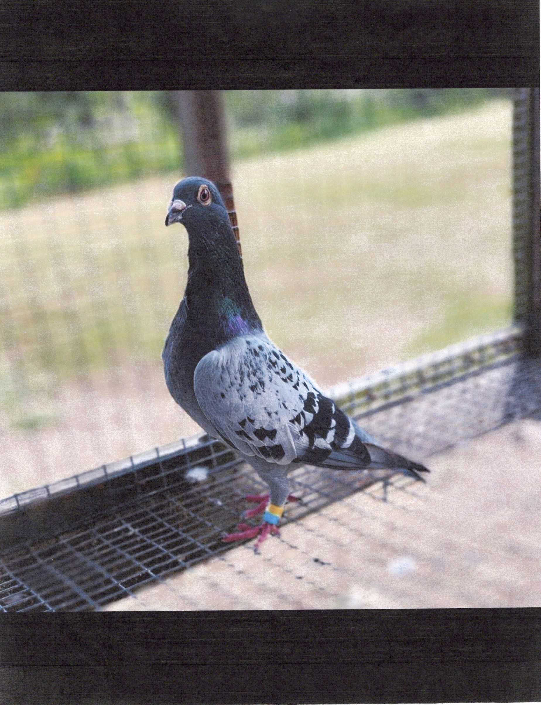 Preview Image 1