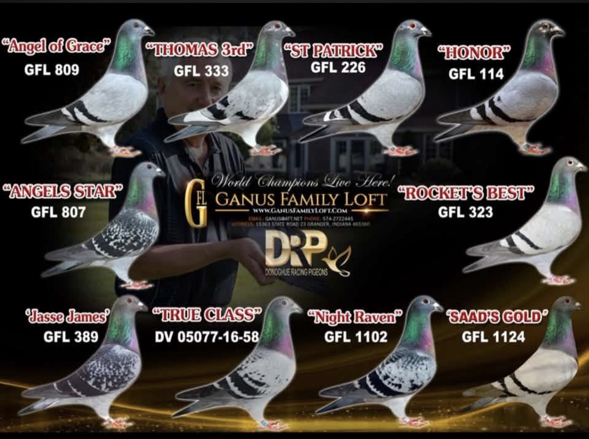 GOLD DIAMOND WINNER X NIGHT ANGEL BLOODLINES 