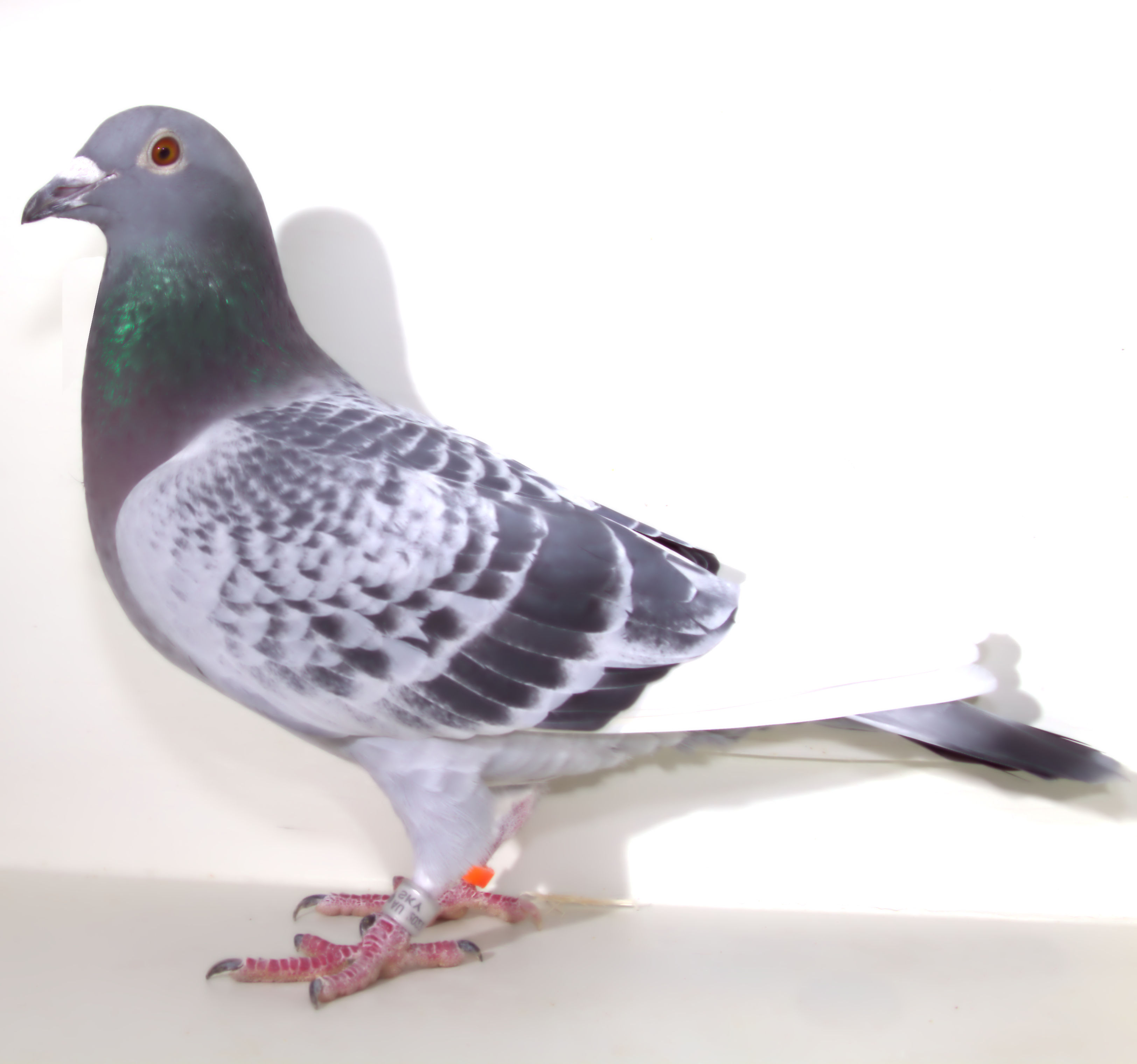 AU 22 SKY 198 BCWF COCK