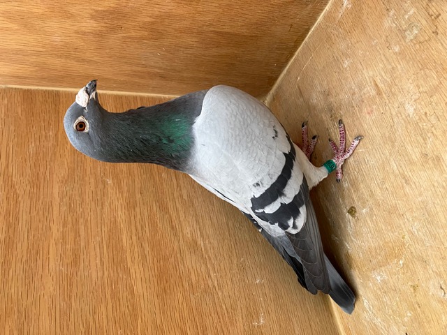 AU 21 JEDS 16362 COCK