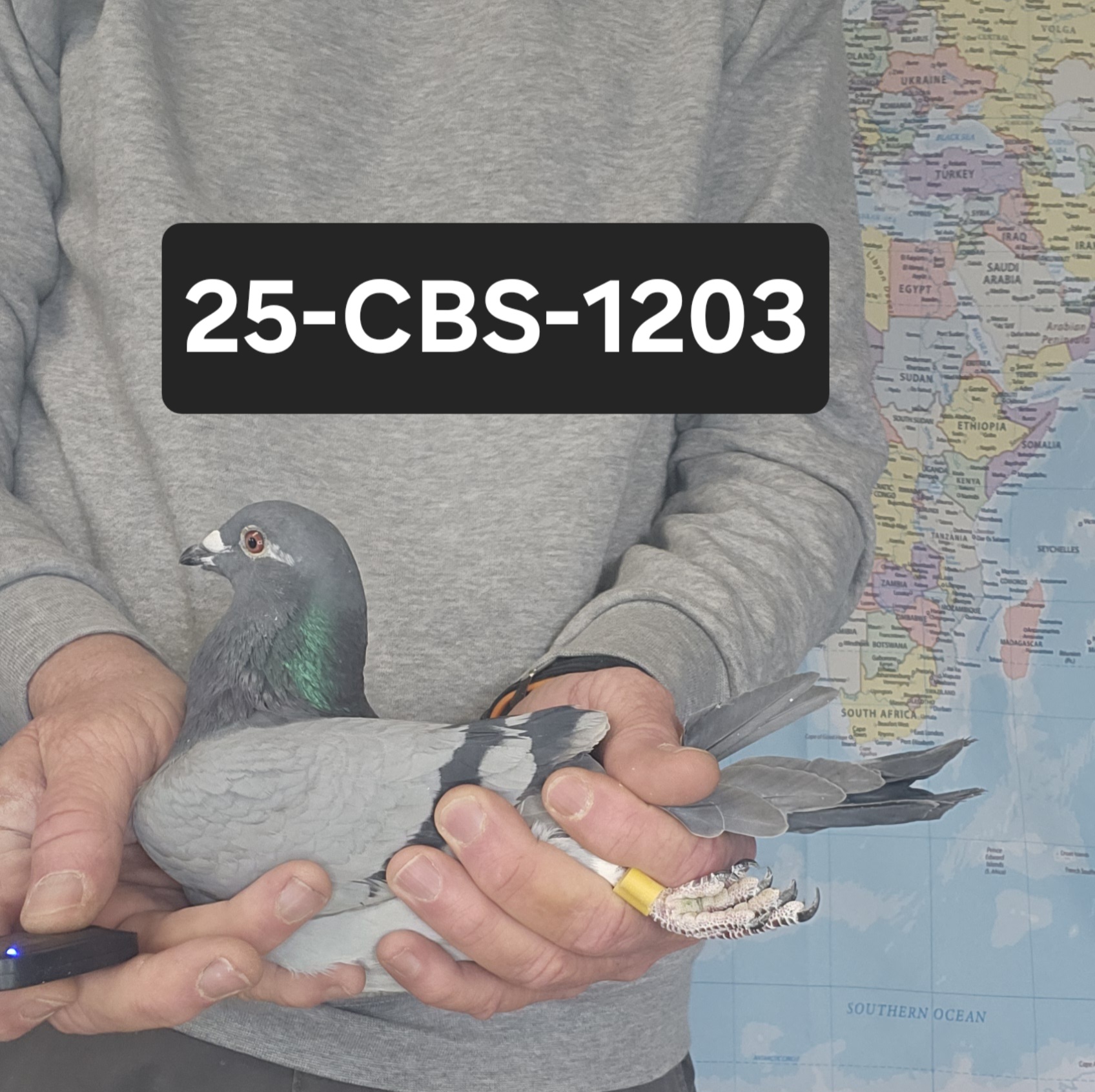 25-CBS-1203 Blue white flight hen.