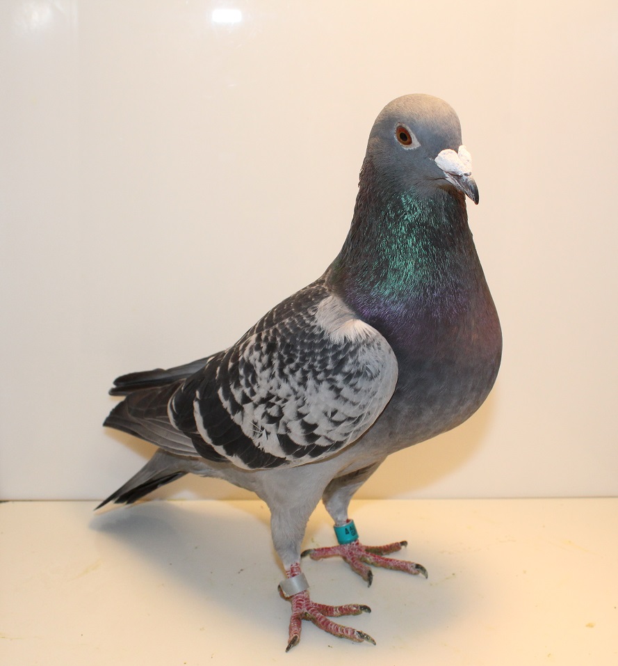 AU 25 GBW 399 DC COCK 