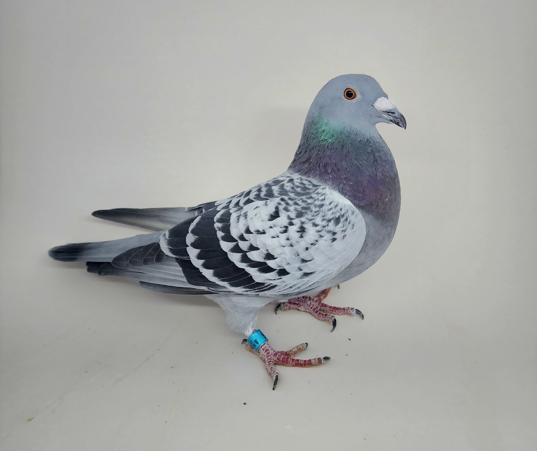 AU CHICAGO 2025 2246 COCK