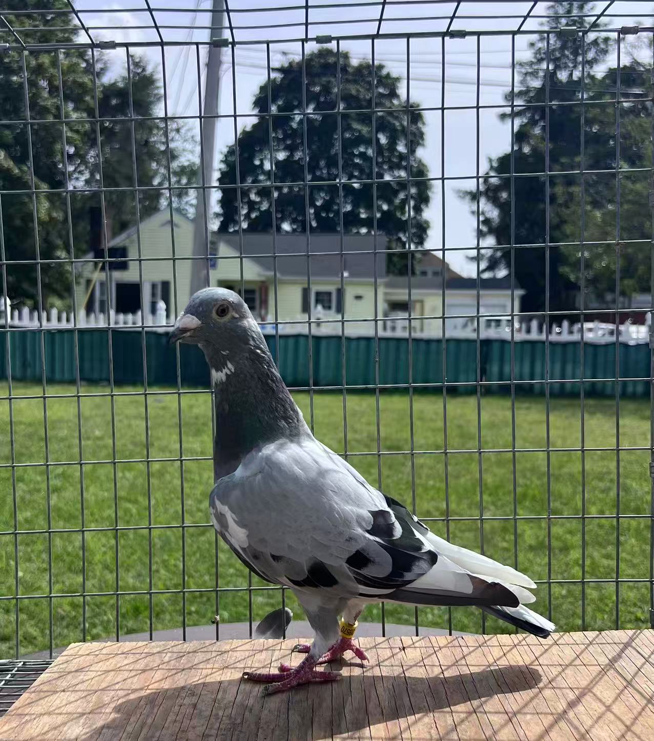 LEO HEREMANS AU-24-FOYS-28570 HEN 