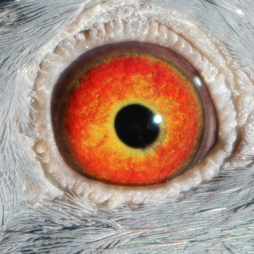 Preview Image 2