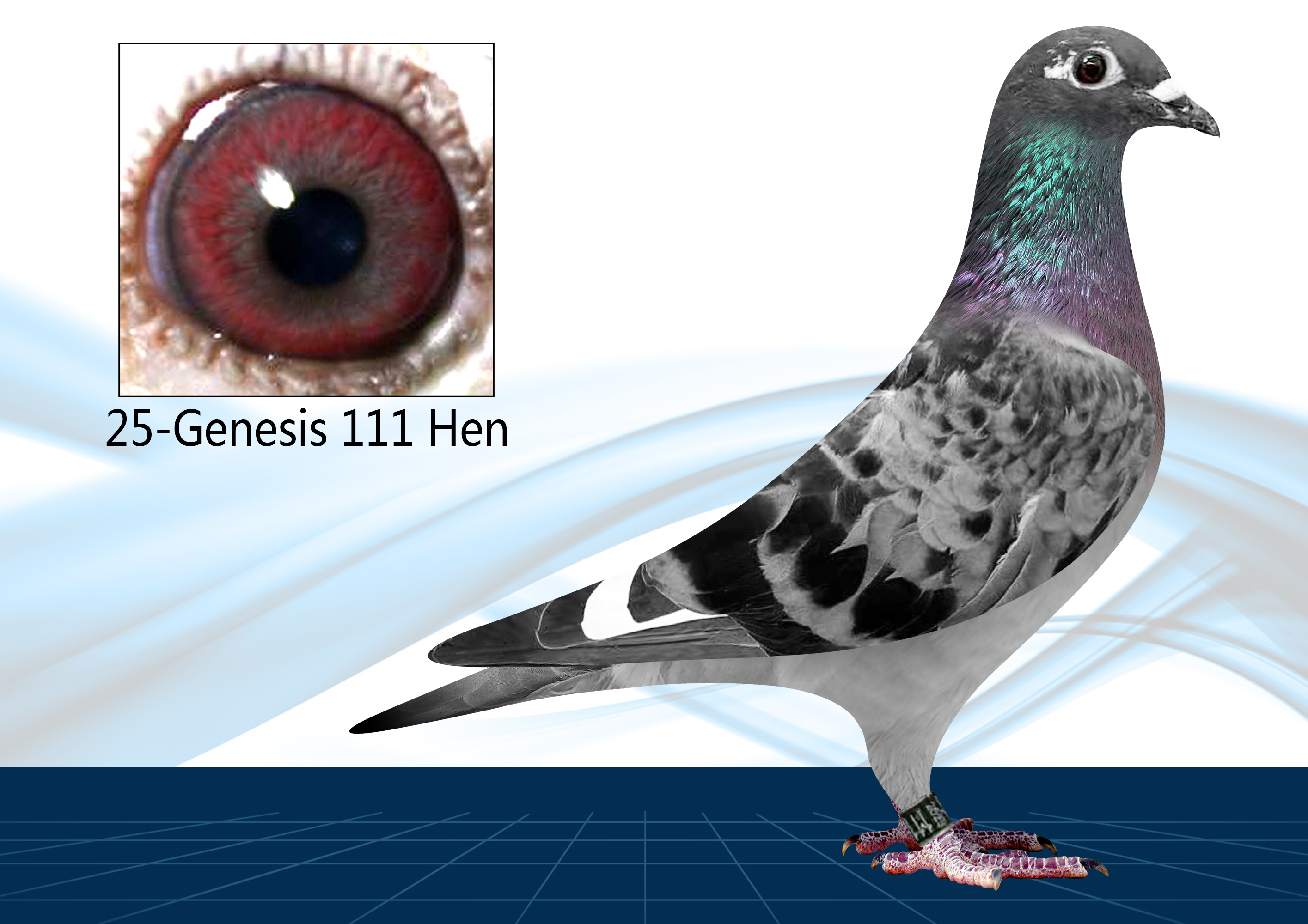 25-111(Hen) Nice Soontjes x Gunter Prange