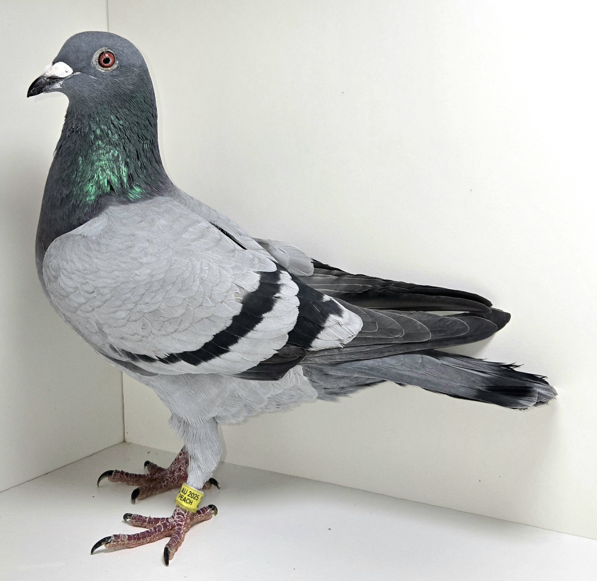 PEACH-25058-25 BB Cock