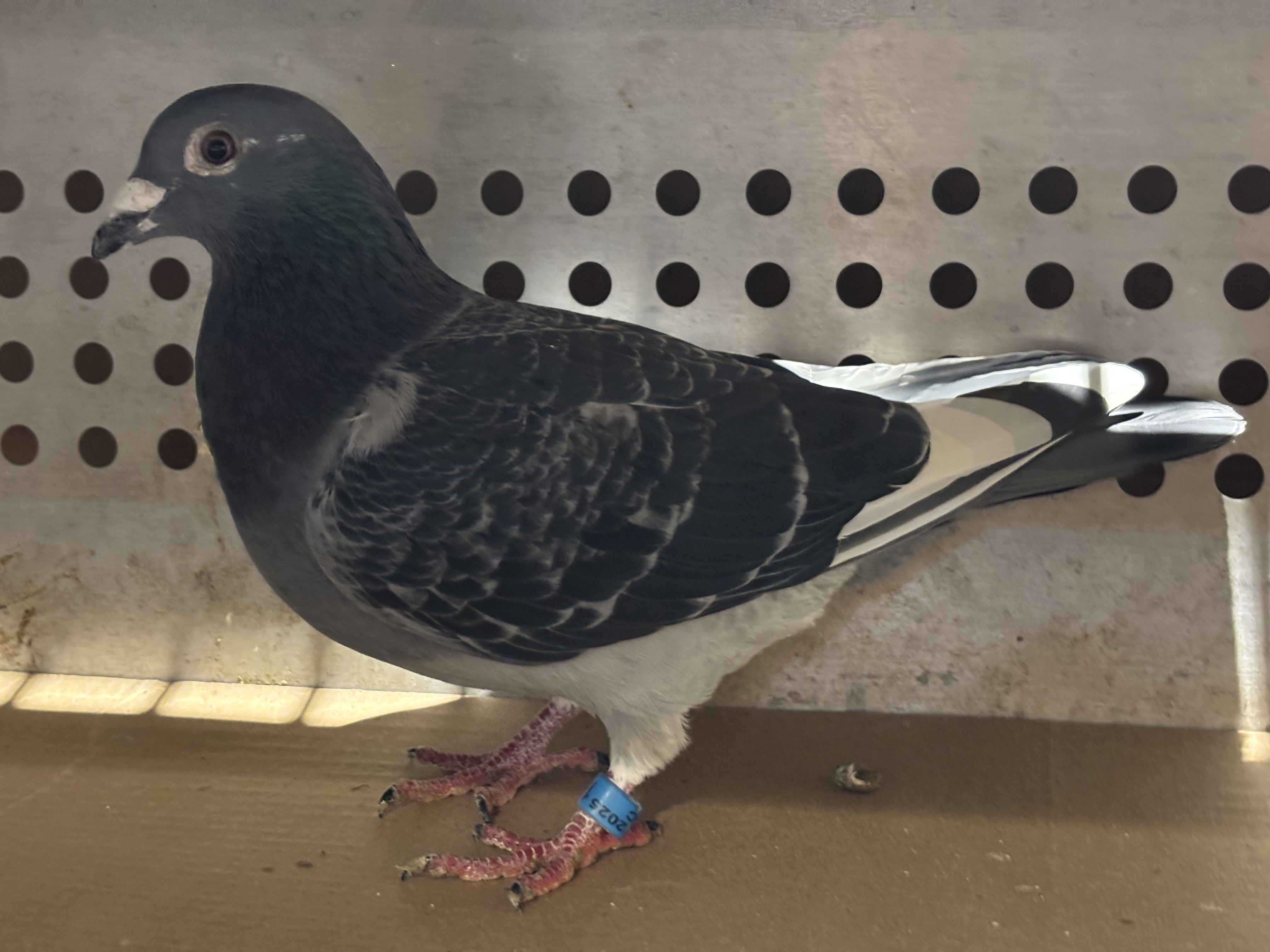 Super green eye Jan Aarden 