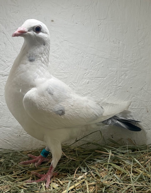 25-CDR-5967 Griz Hen 