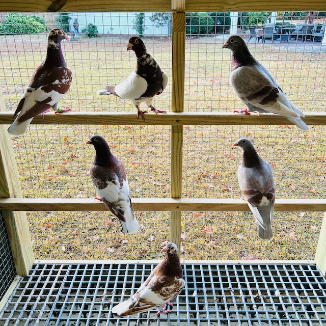 Meulemans, Van Reet & Van Loon 