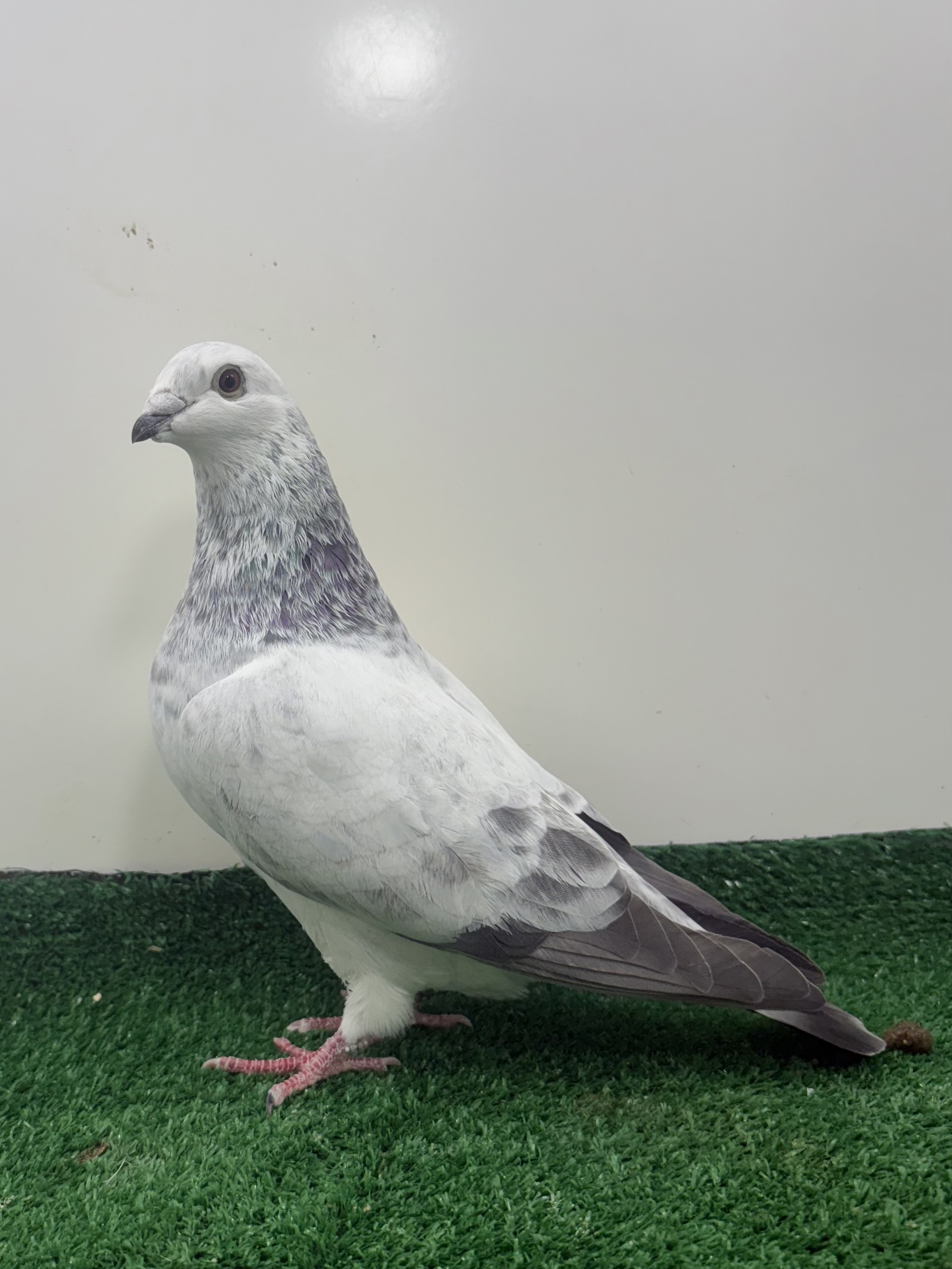 Blue grizzle 1803 -25 