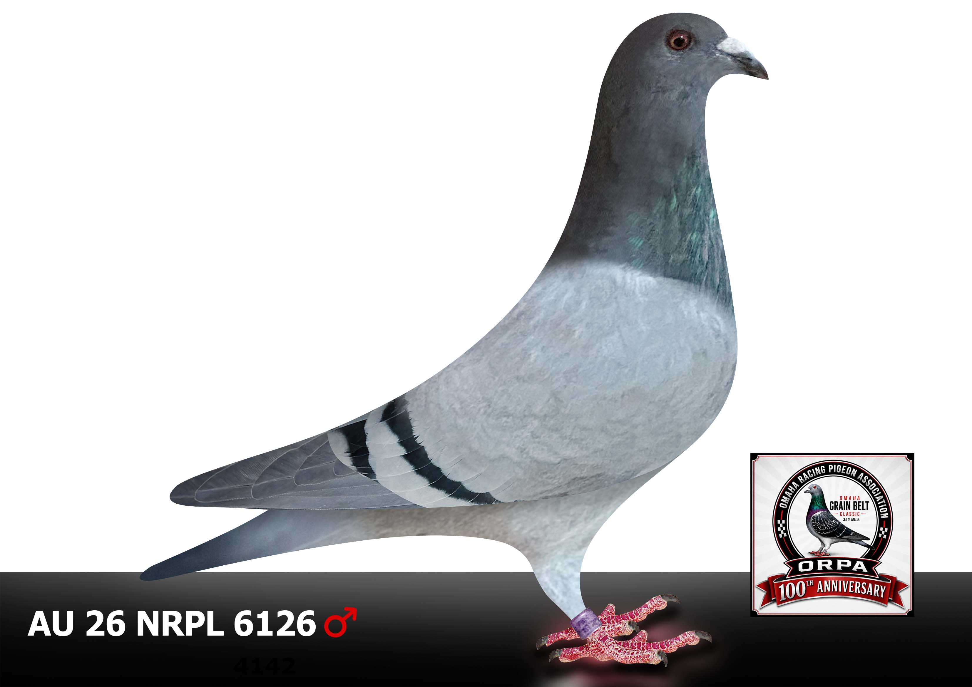 AU 20 NRPL 127 Hen  26 NRPL 6126 Cock