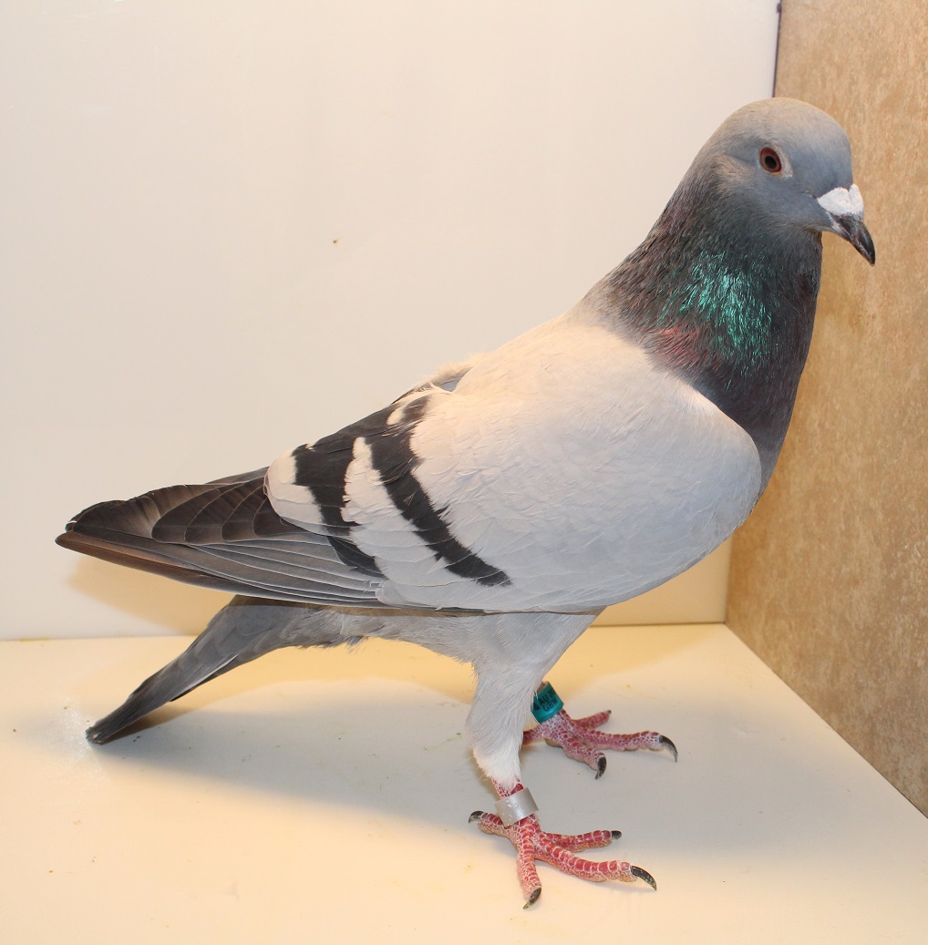 AU 25 GBW 623 BB COCK