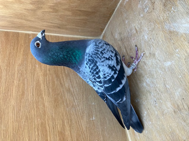 BELG 2020 4223653 BC COCK