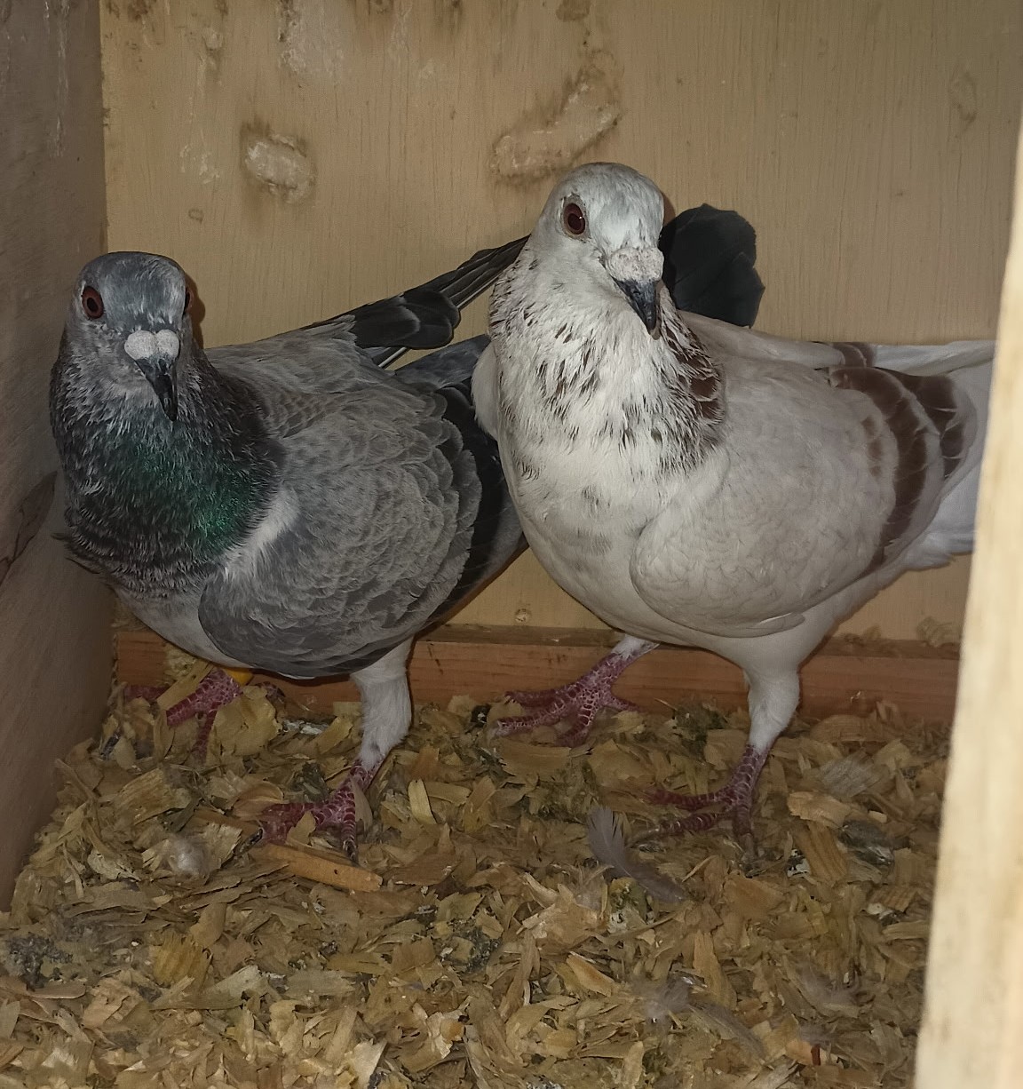 2026 Nestmates-White & Grey Grizzle