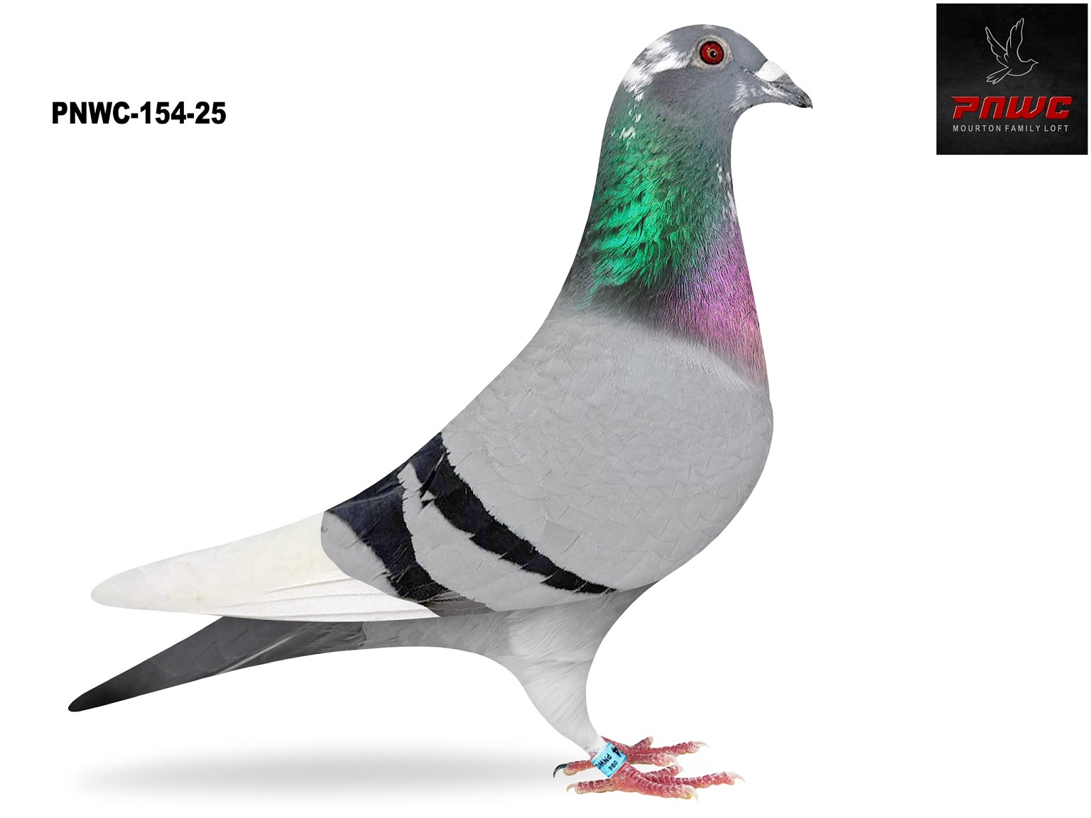 PNWC-154-25 BBWF COCK