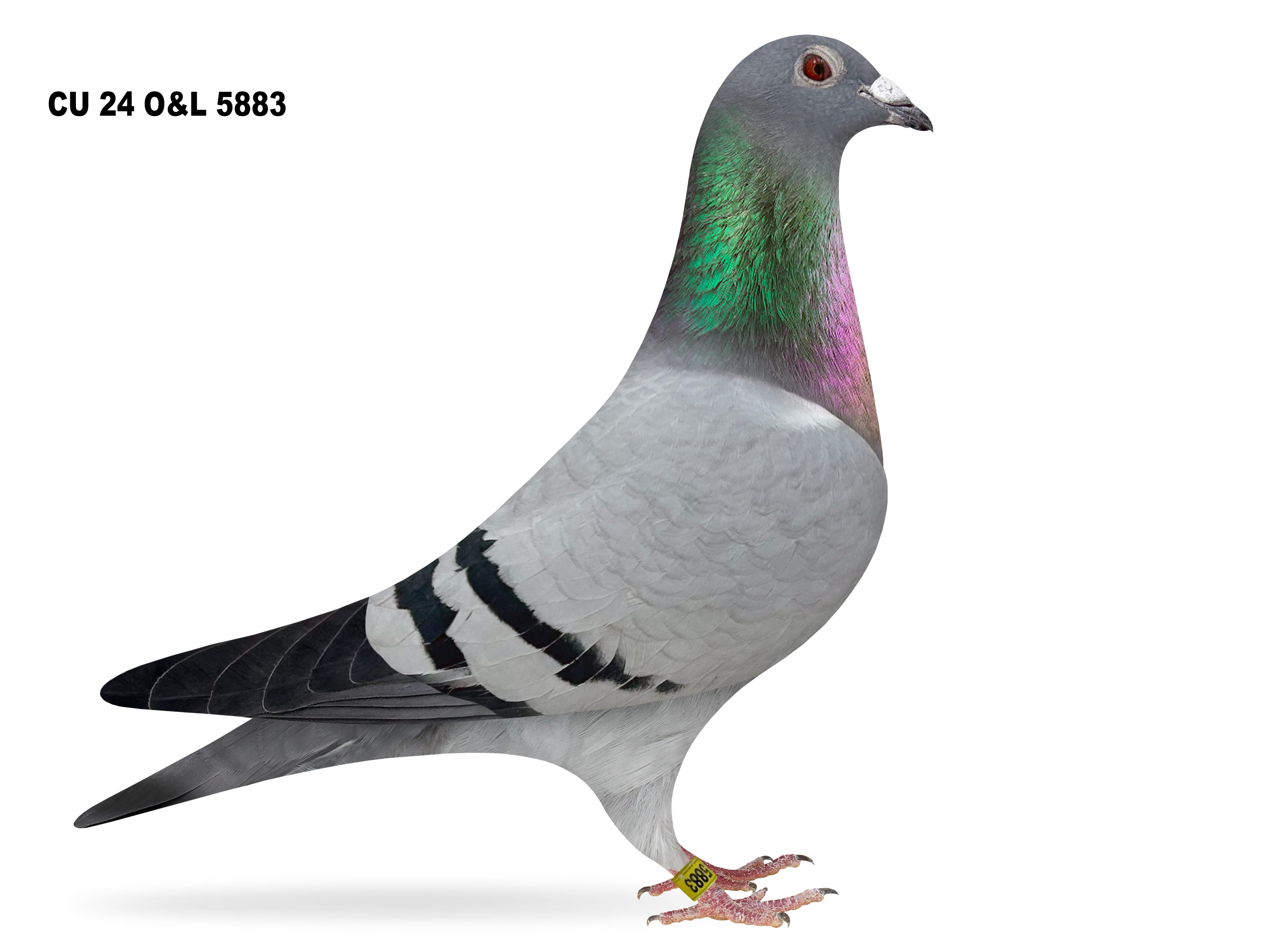 Lot 17 – CU 24 O&L 5883 BB Hen