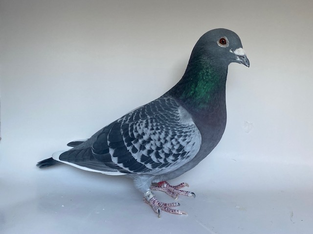 NL20-1480172 DCWF Cock