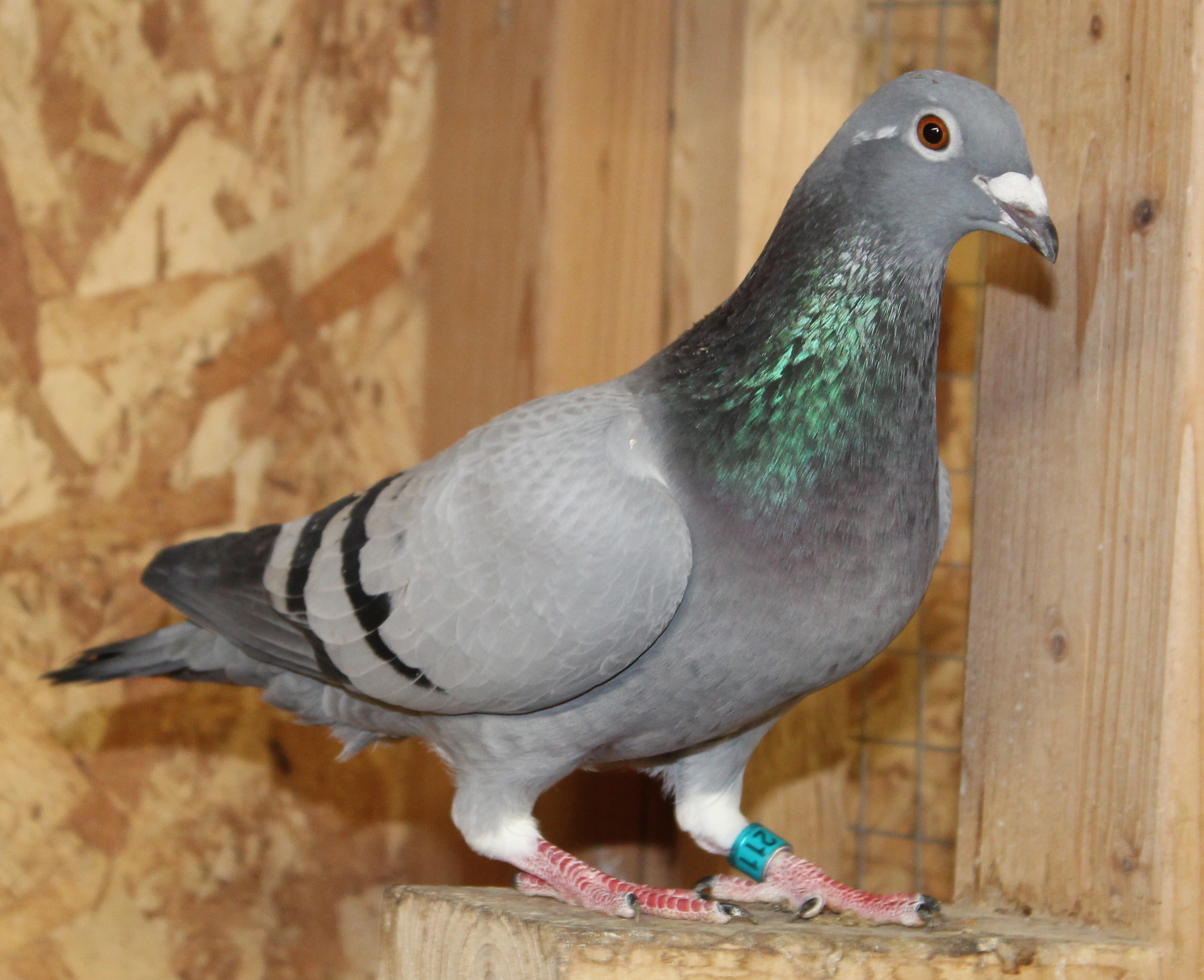 Inbred Kannibaal Gaby