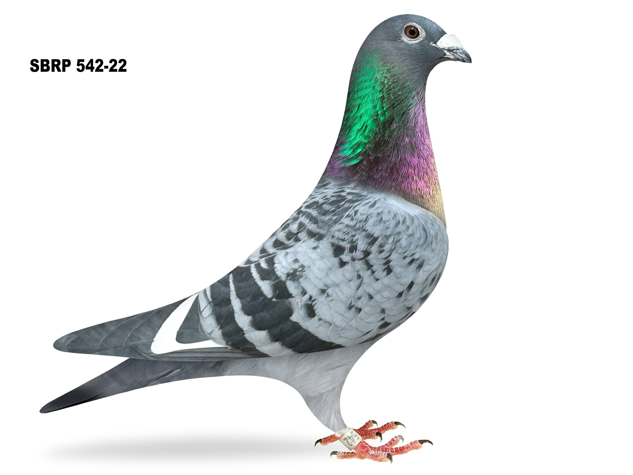 SBRP 542-22 BCWF COCK