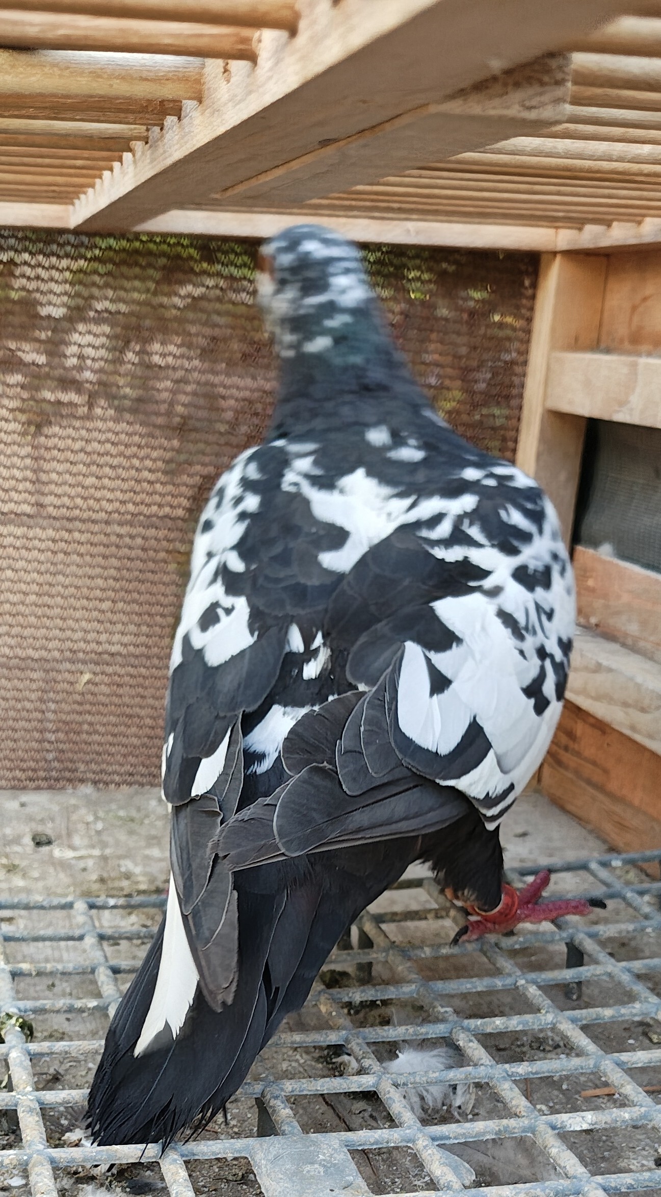Tiger Hen import 