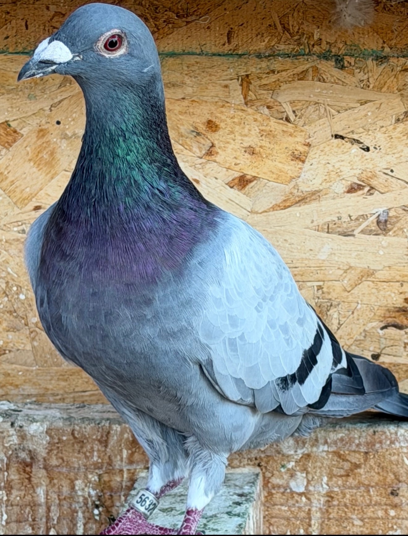 2025 young cock