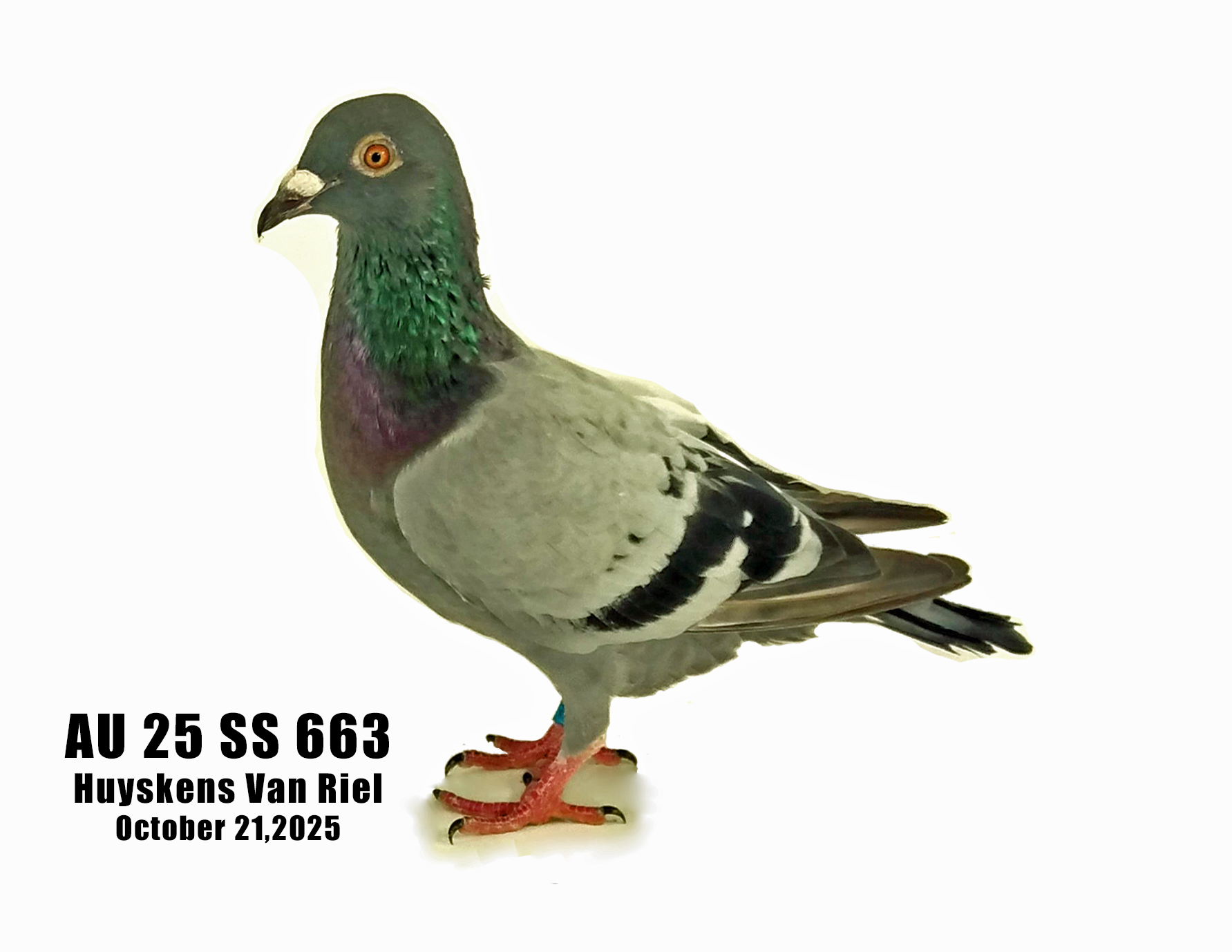 AU 25 SS 663 Huyskens Van Riel