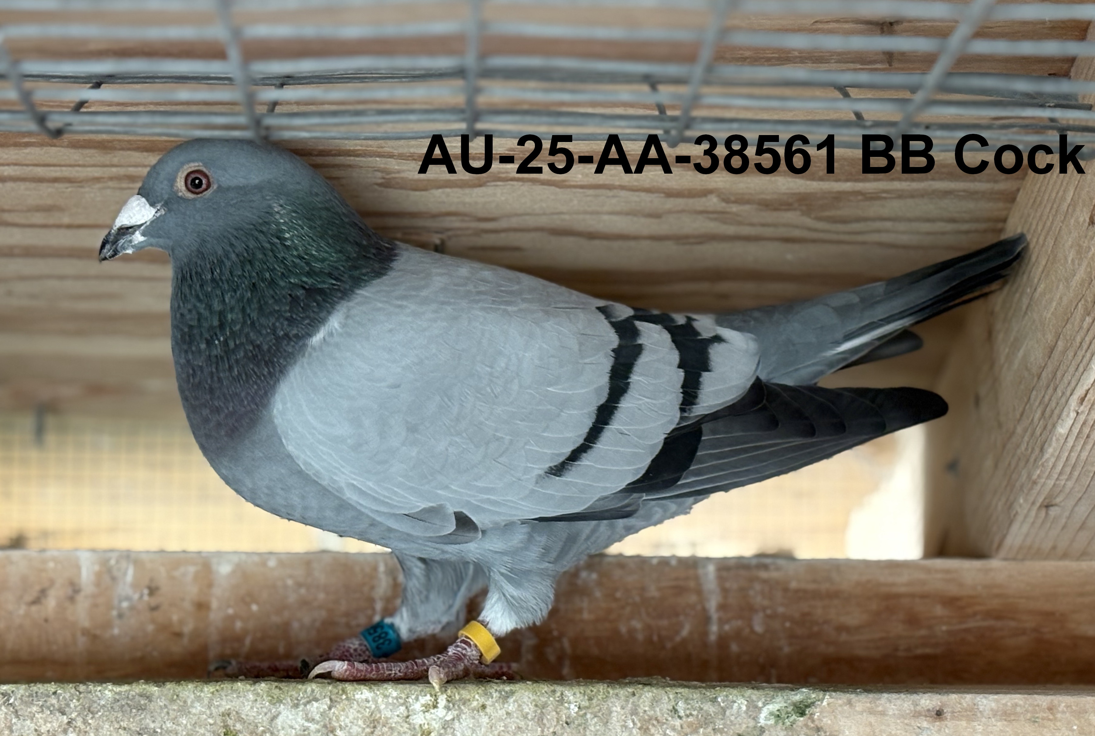 AU-25-AA-38561 BB Cock