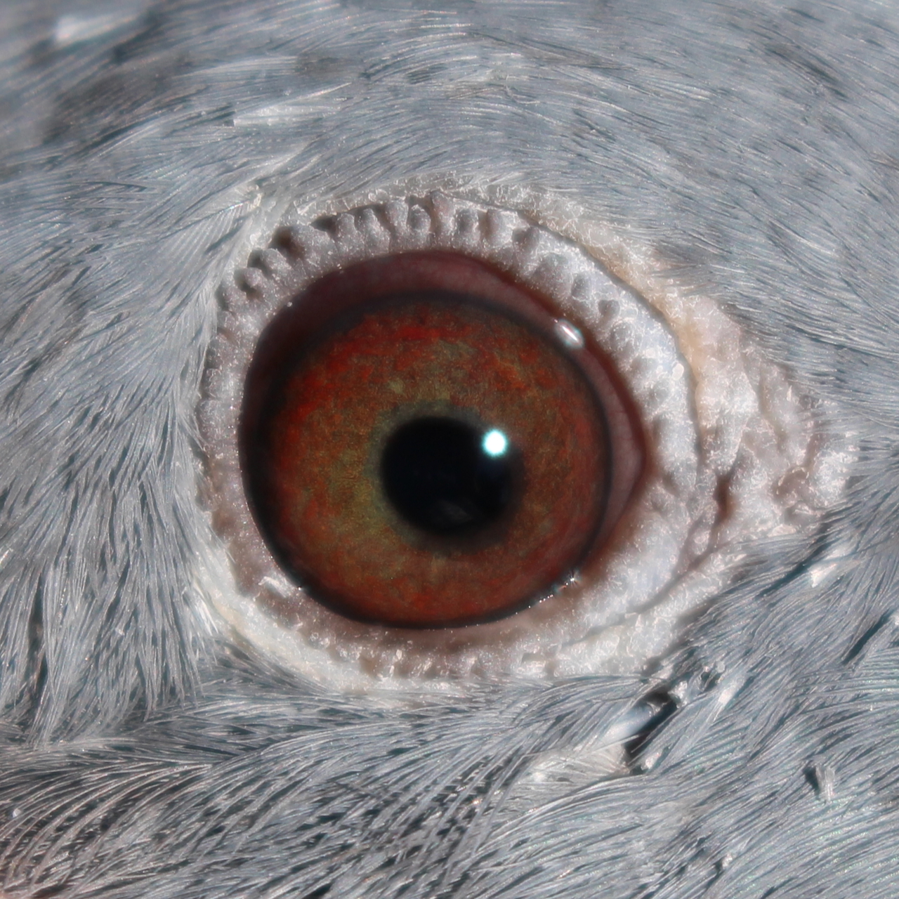 Preview Image 2