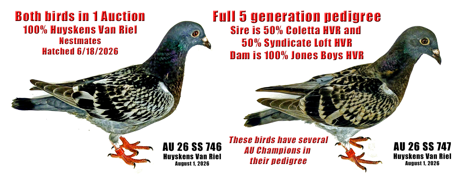AU 26 SS 746 and AU 26 SS 747 2 bird auction