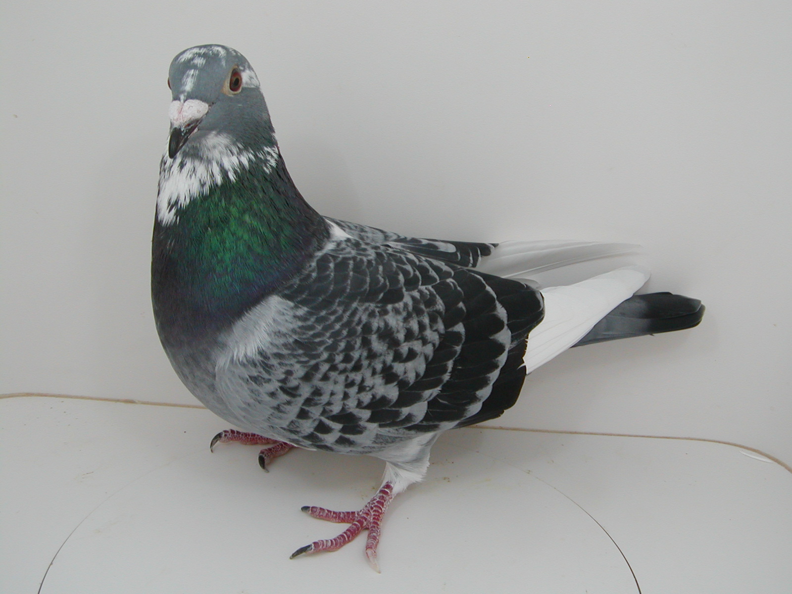 Preview Image 3