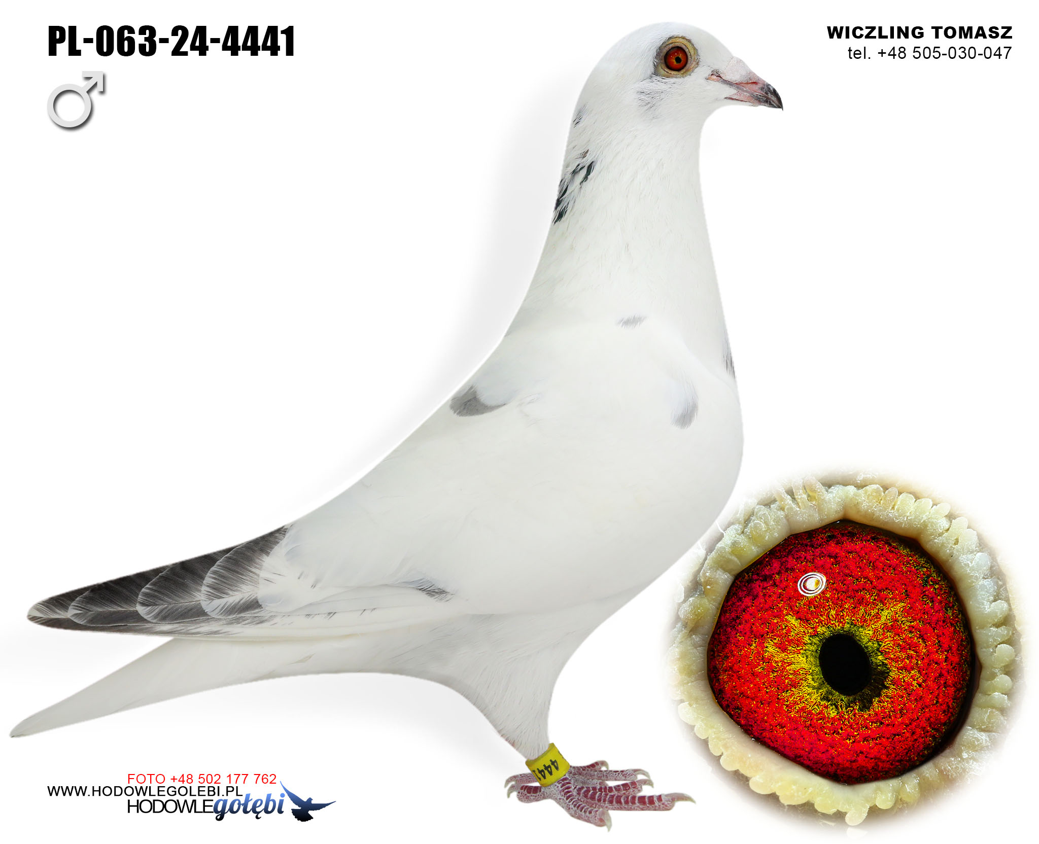 PL-063-24-4441 C