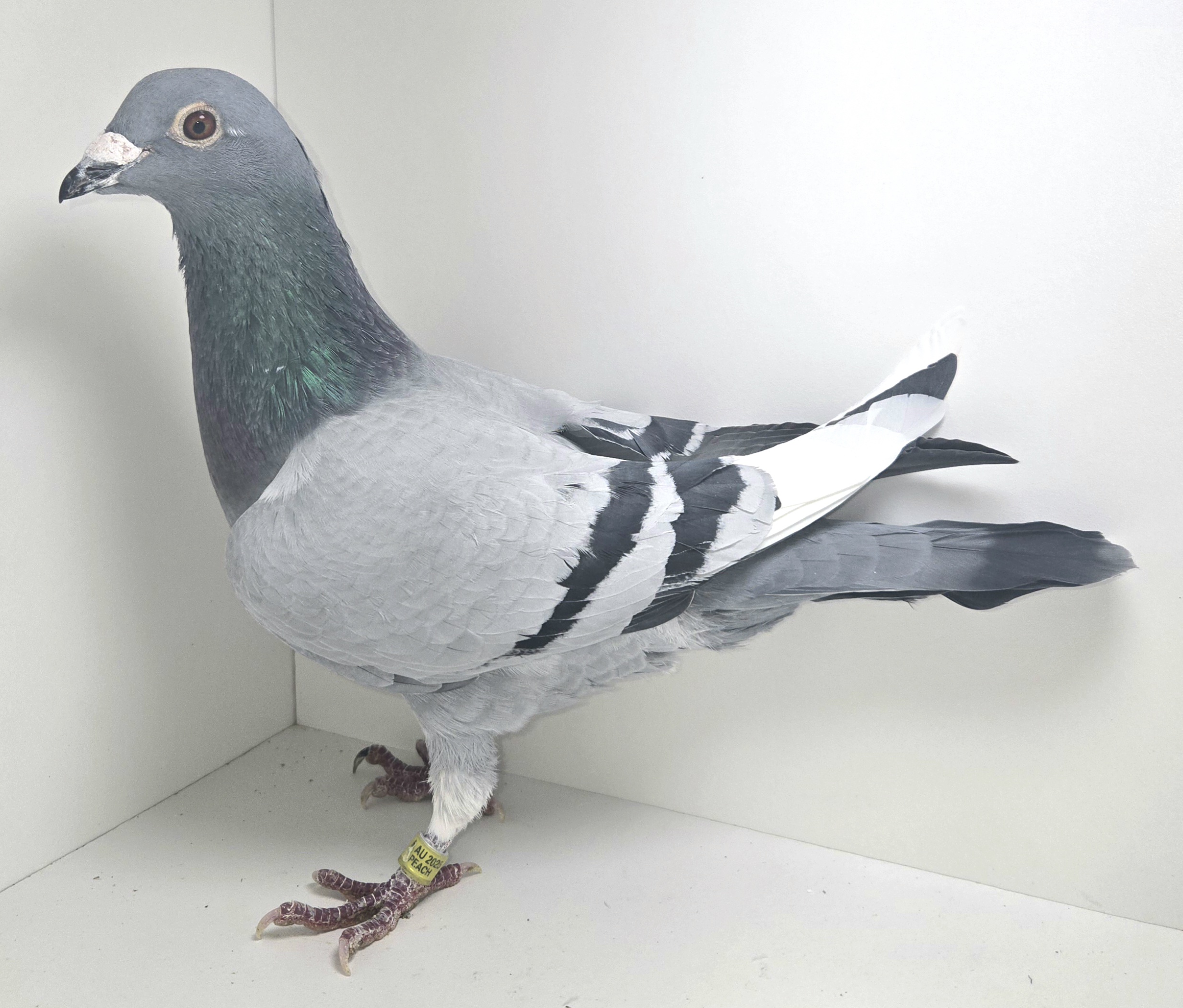 PEACH -25057-25 BBWF Cock