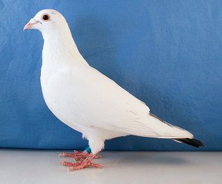 AU 25 ARPU 92271 cock