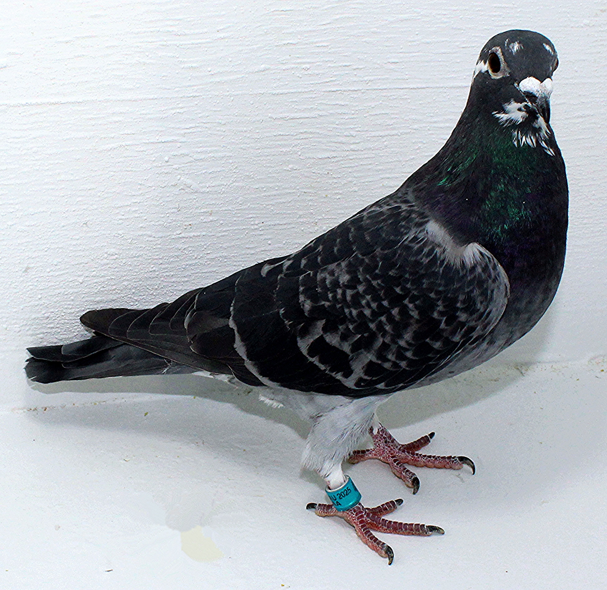 AU 41436 AA 2025 Pure Hansenne