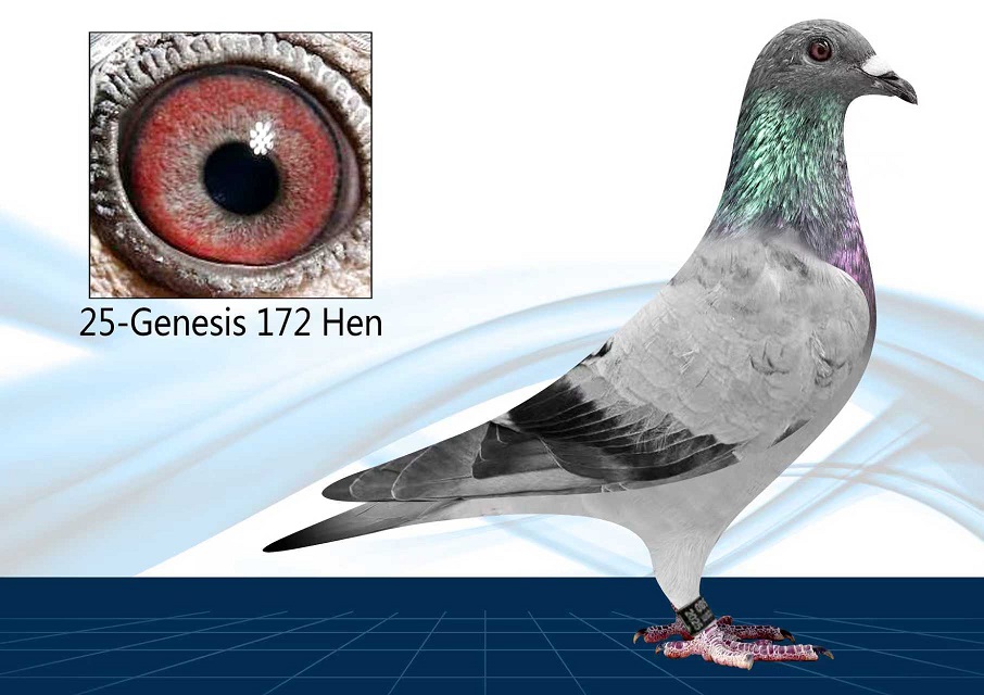 25-172(Hen) Inbred Thomas 6
100% GFL
