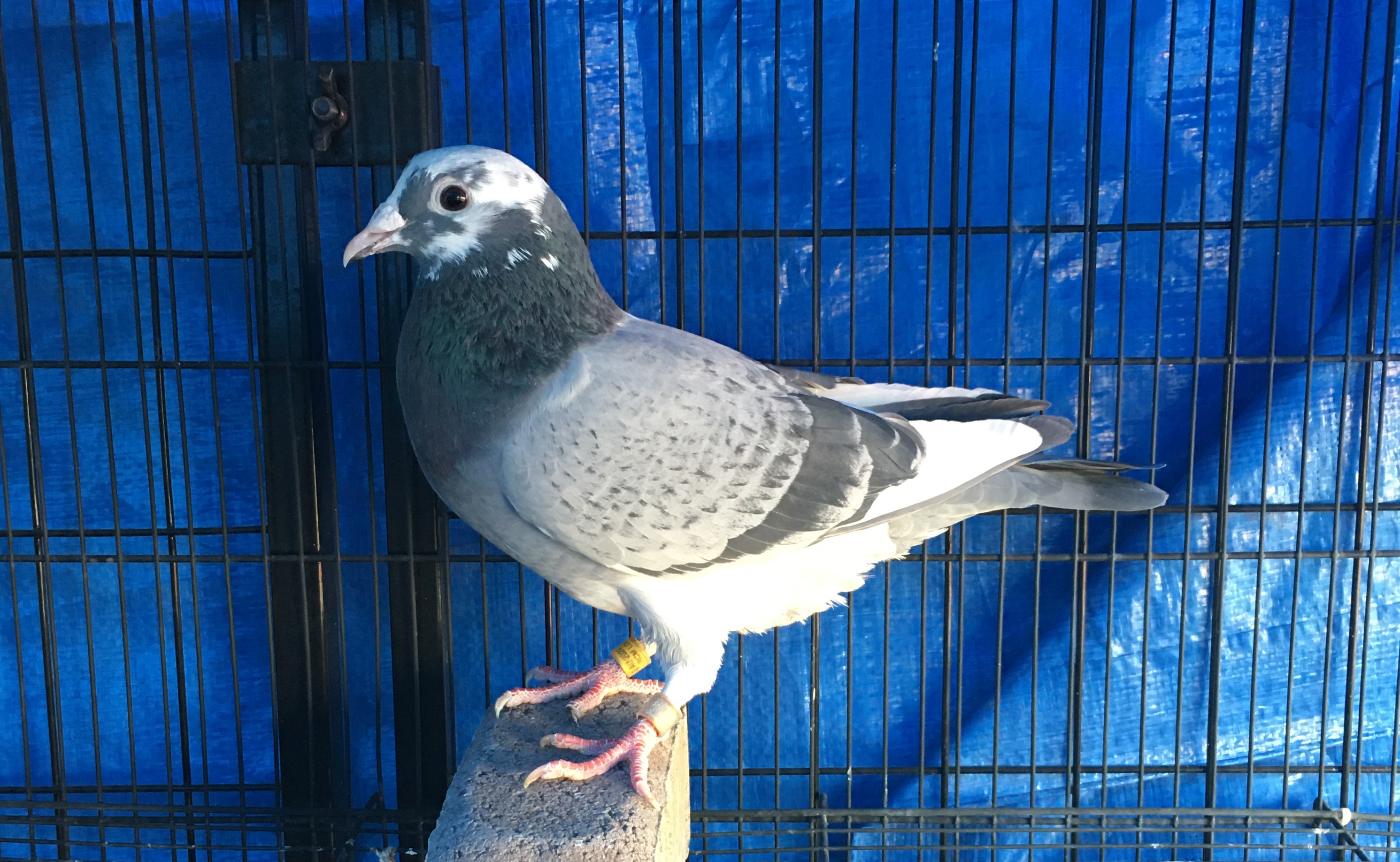 AU-24-RCM-168 BBPENSPLH