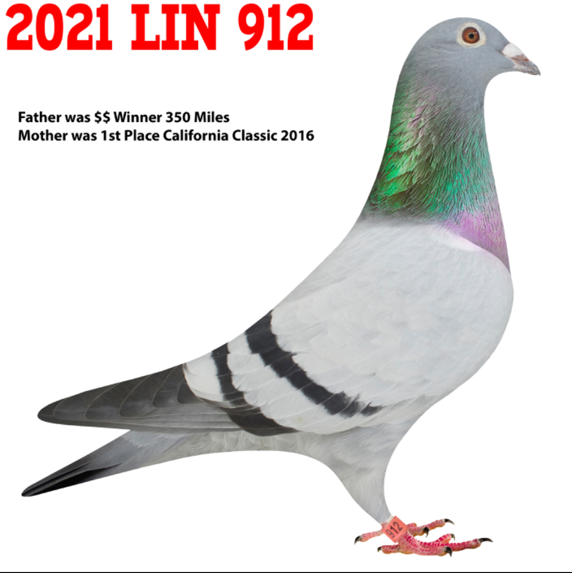 AU 21 LIN 912 BB H (Johnny Lin)