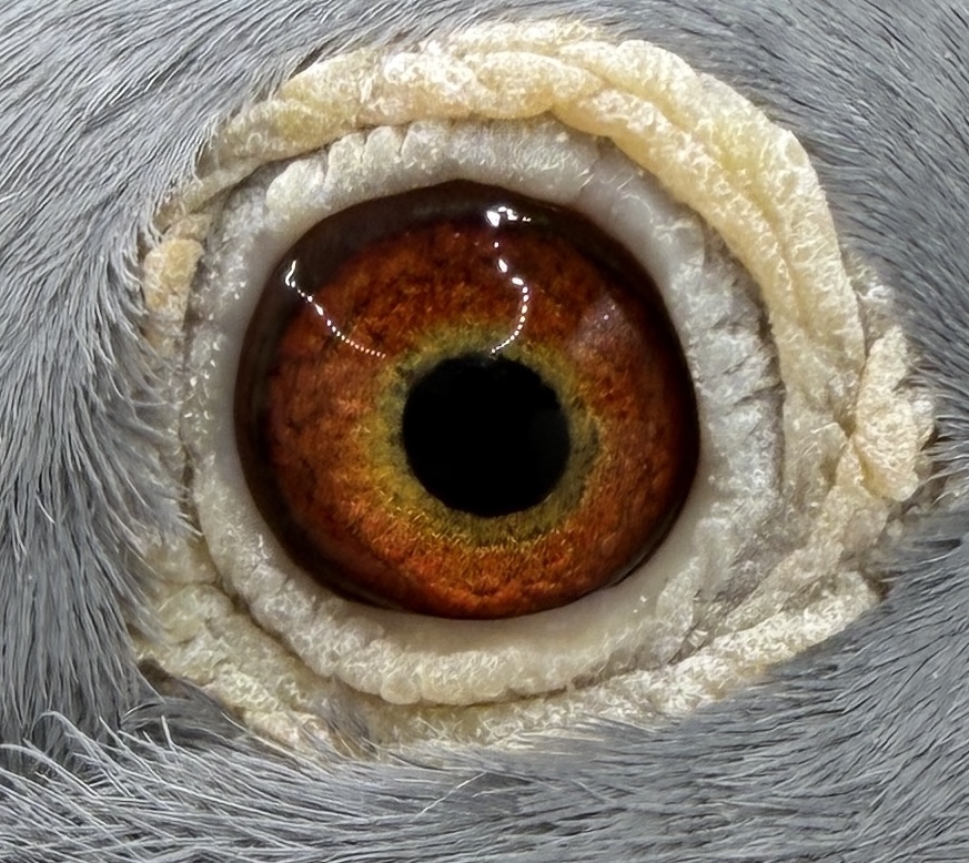 Christmas sale 11 flights