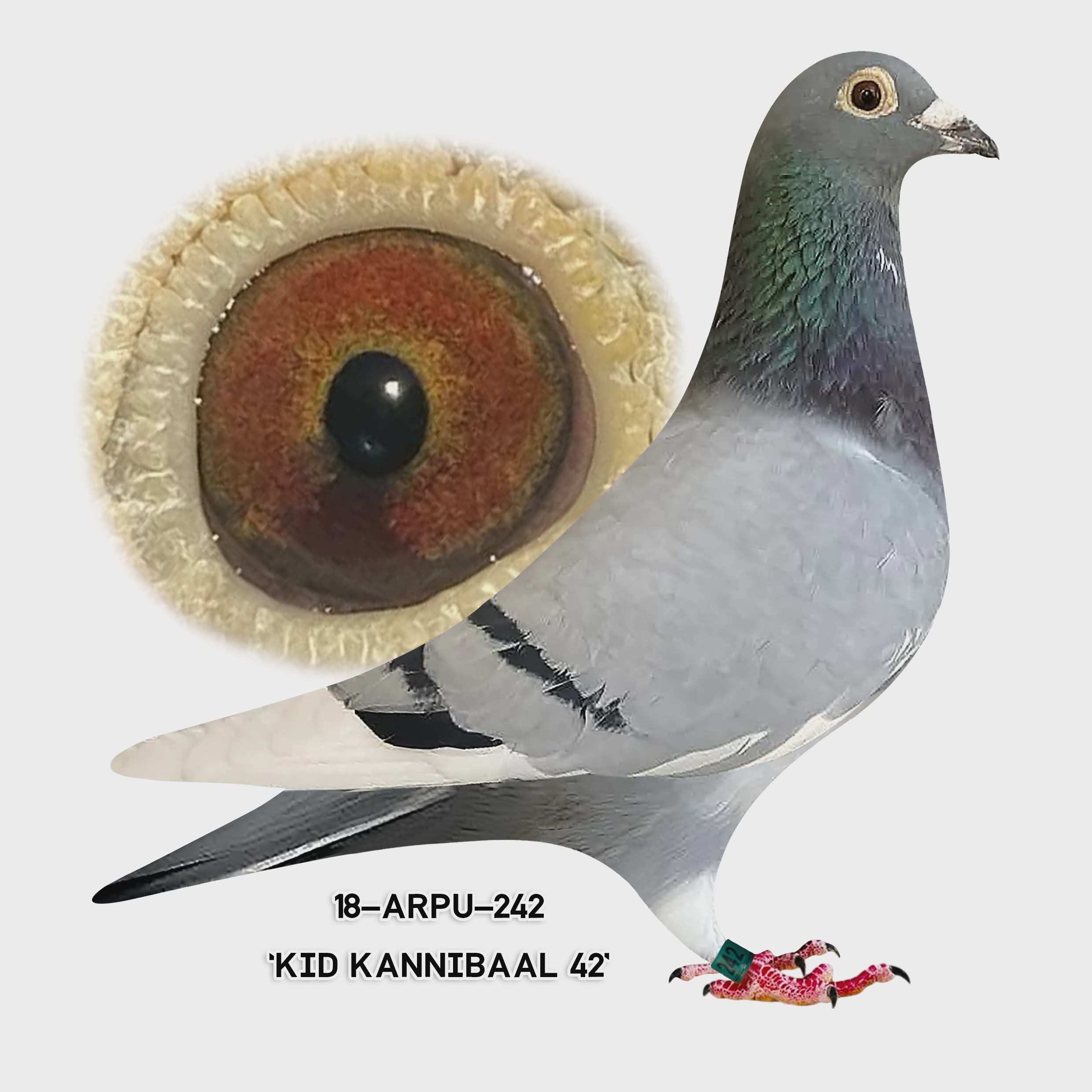 18-ARPU-242 Blue Bar WF Cock.