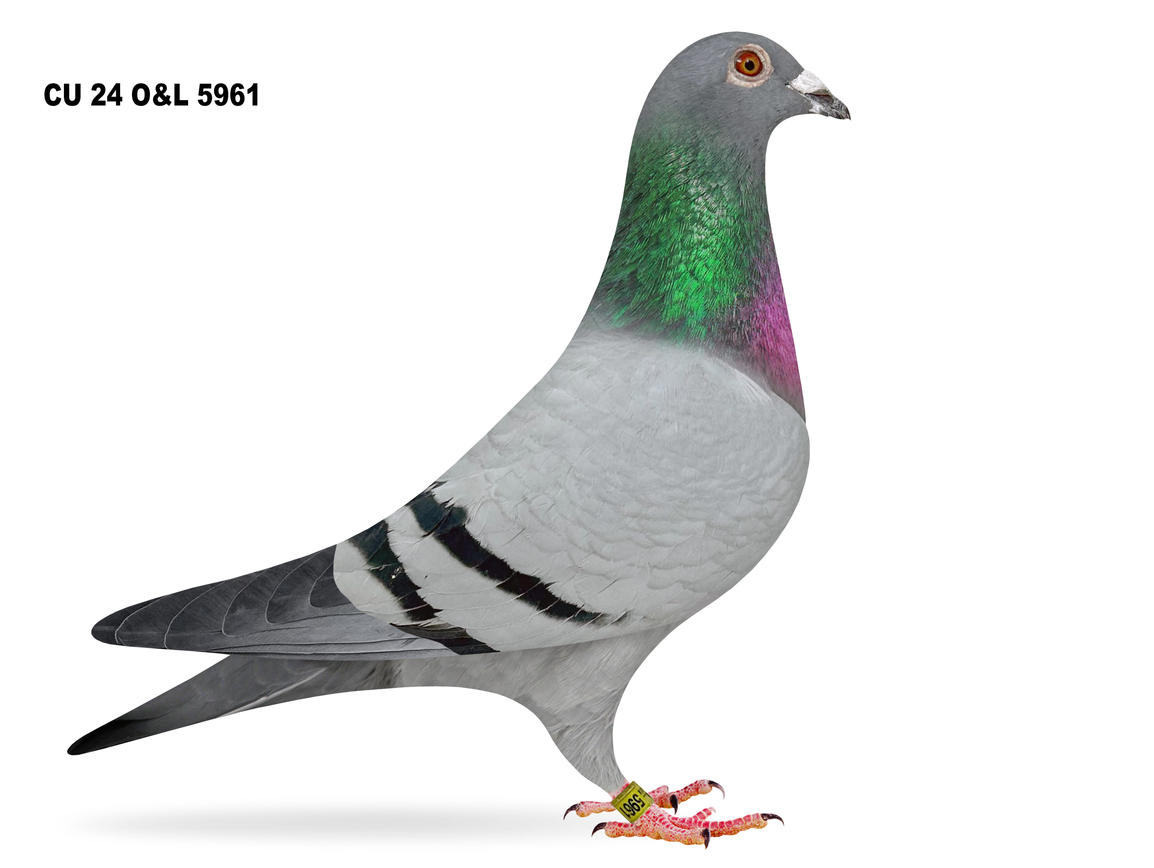 Lot 22 – CU 24 O&L 5961 BB Cock