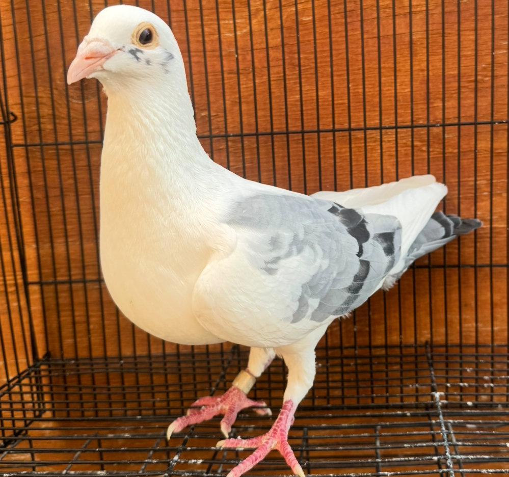 Kittel X import cock 