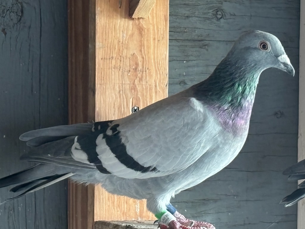 2025 Young Bird off CBS Parents