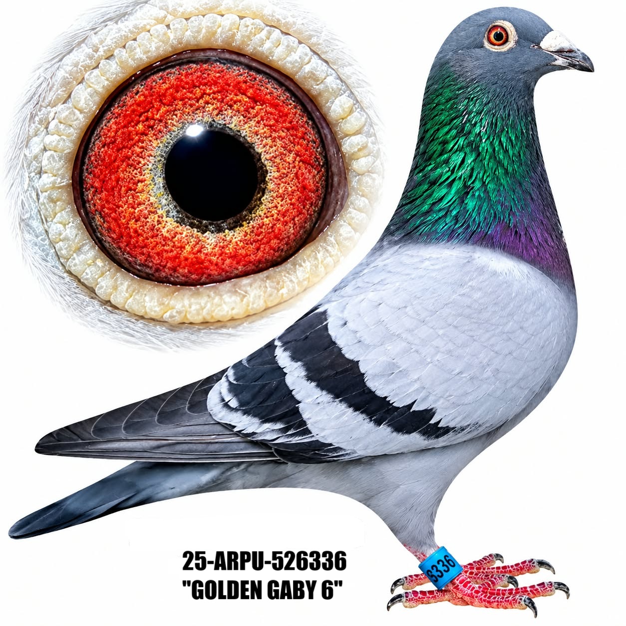 25-ARPU-526336 Blue Bar cock.
