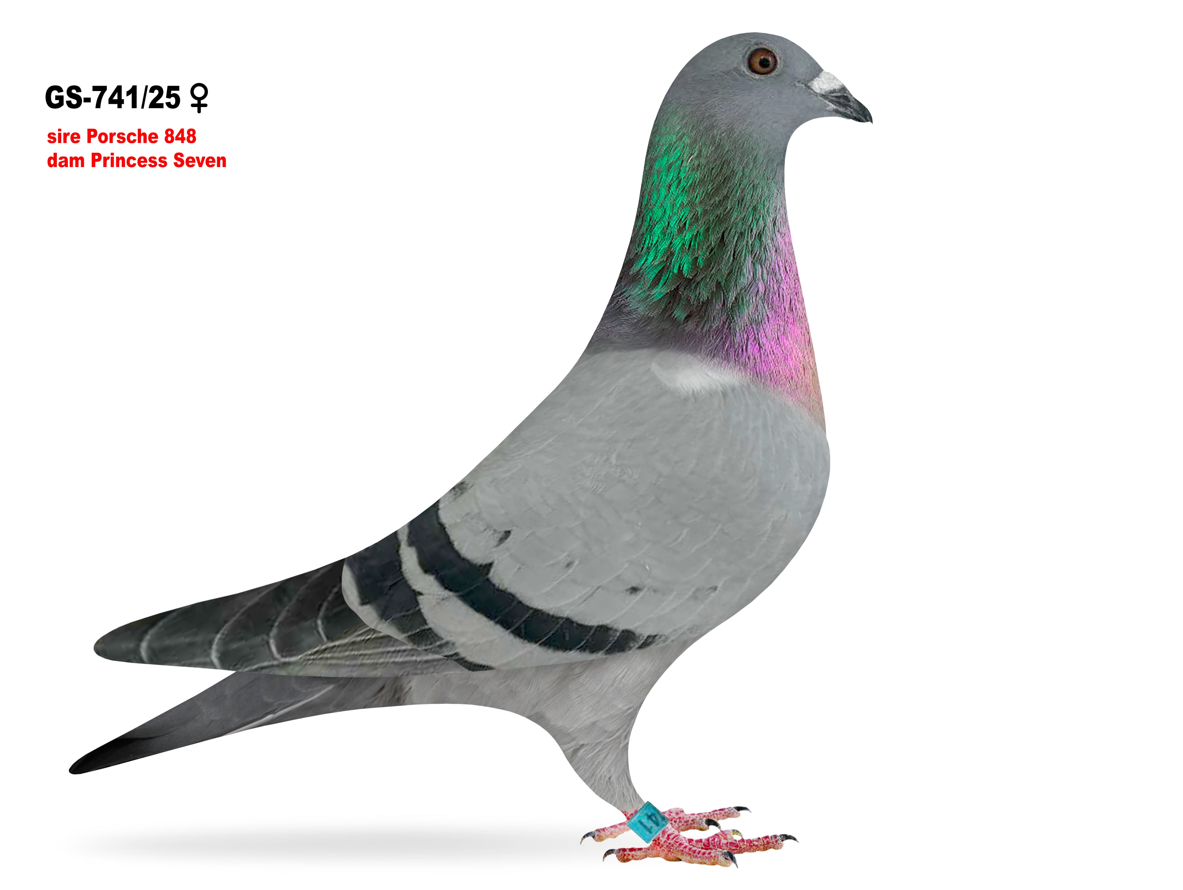 GS-741/25 Porsche/Roziers hen