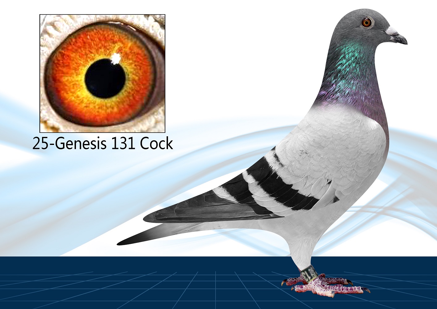 25-131(Cock)Out of click pair