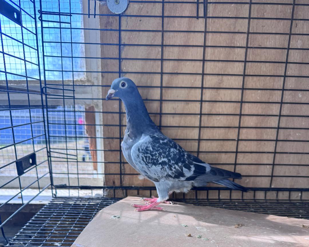 468 BC SCHELLENS HEN